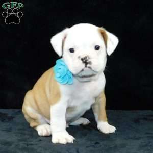 Bruno, Miniature Bulldog Puppy